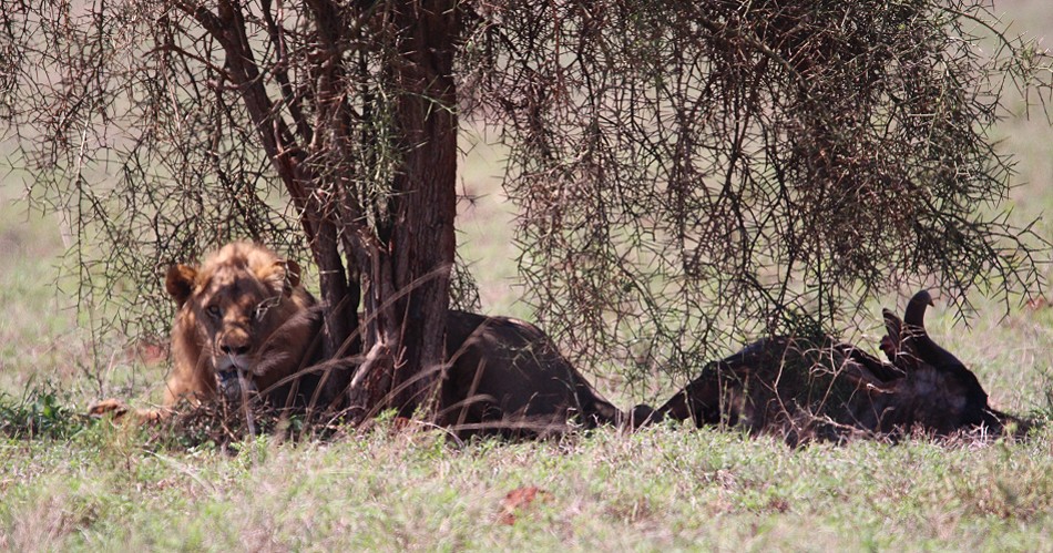 Löwen im Lumo Conservancy