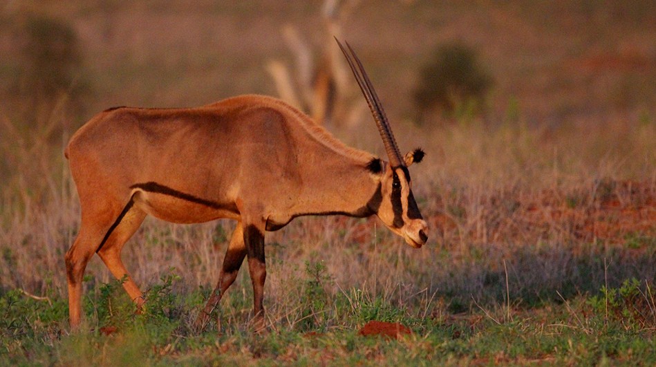 Fransenohr Oryxantilopen im Lumo Conservation