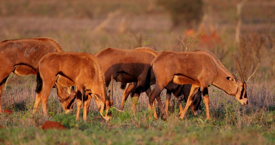 Fransenohr Oryxantilopen im Lumo Conservancy