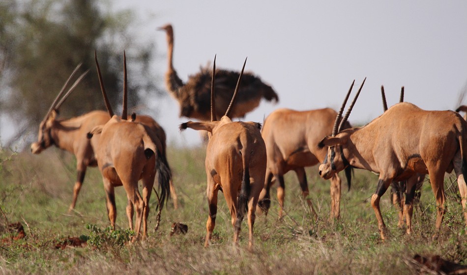 Fransenohr Oryxantilopen