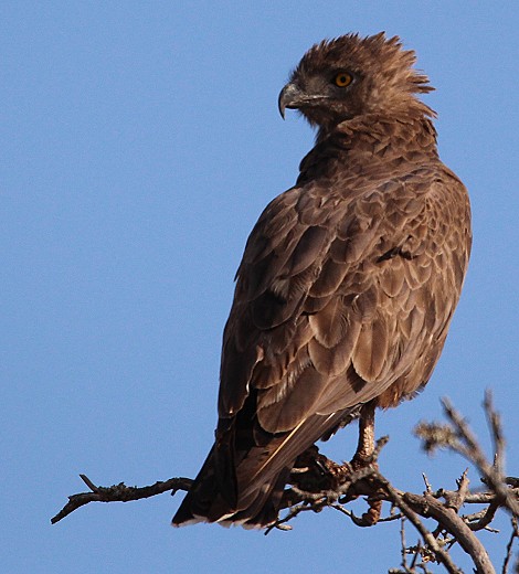 Schlangenadler im Lumo Conservancy