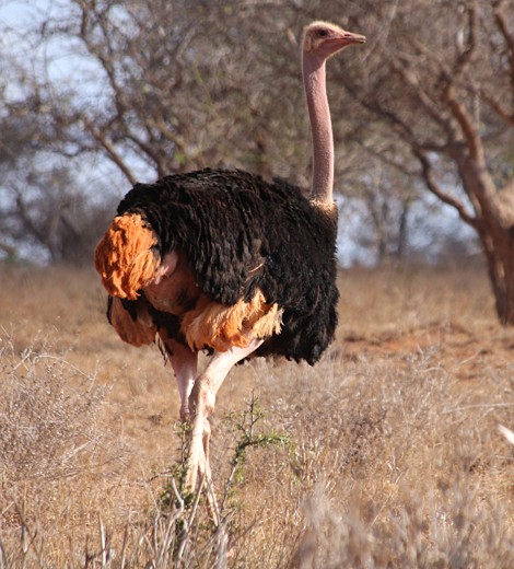Masai Strauß im Lumo Reservat