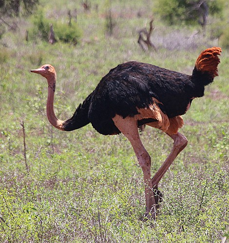 Masai Strauß im Lumo