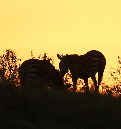 Zebras im Sonnenaufgang