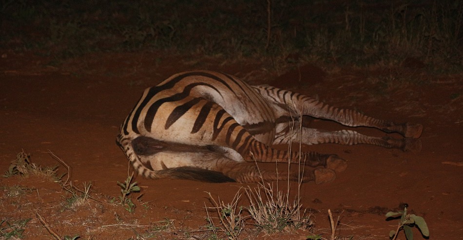 keine Hilfe mehr möglich, ein Zebra stirbt