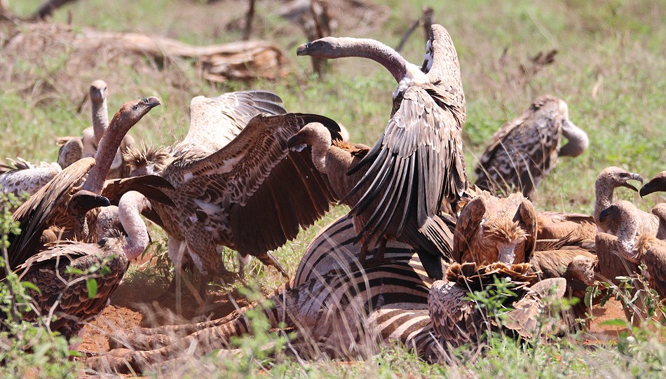 verendetes Zebra im Lumo Reservat