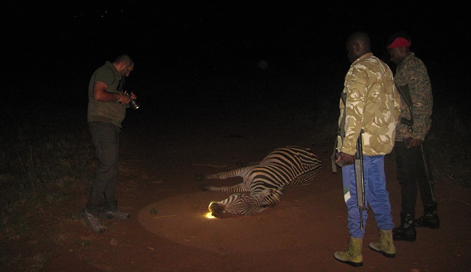 keine Hilfe mehr möglich, ein Zebra stirbt