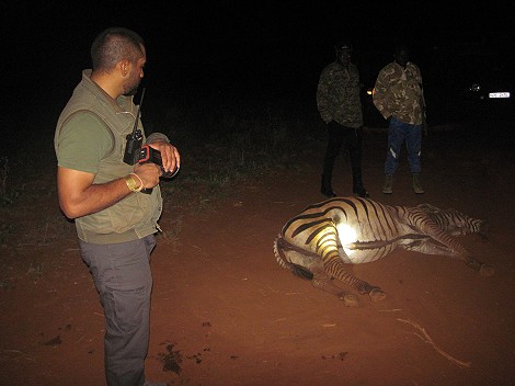 keine Hilfe mehr möglich, ein Zebra stirbt