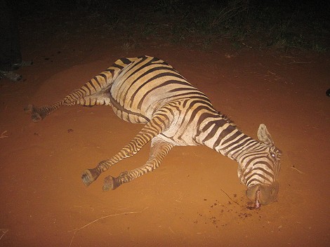 keine Hilfe mehr möglich, ein Zebra stirbt