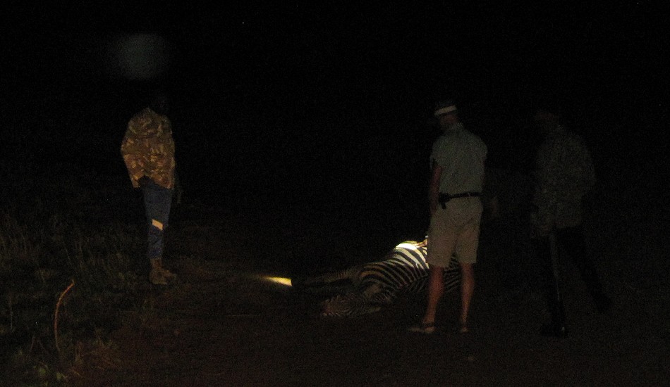keine Hilfe mehr möglich, ein Zebra stirbt