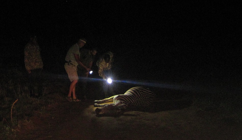 keine Hilfe mehr möglich, ein Zebra stirbt