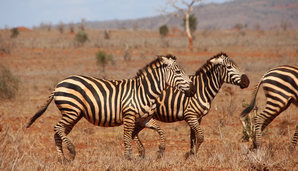 Zebras im Lumo Reservat