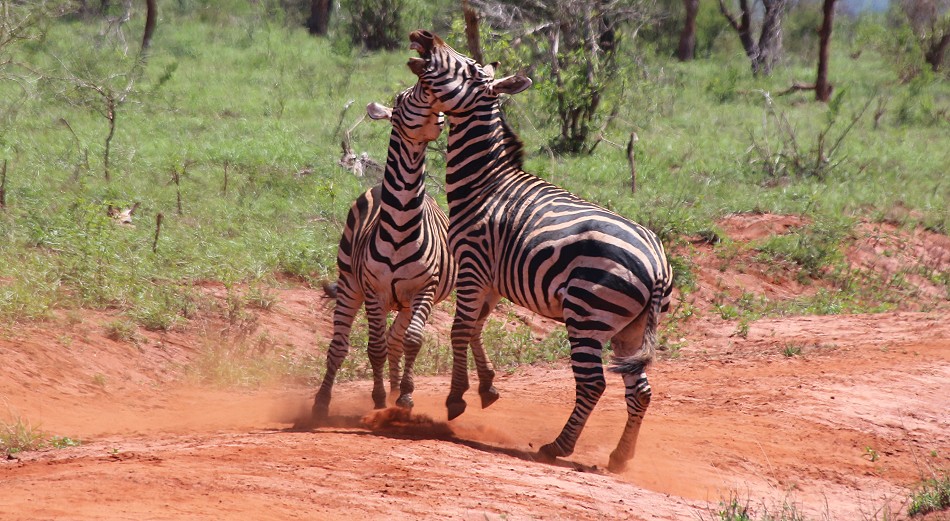 streitende Zebras im Lumo Reservat