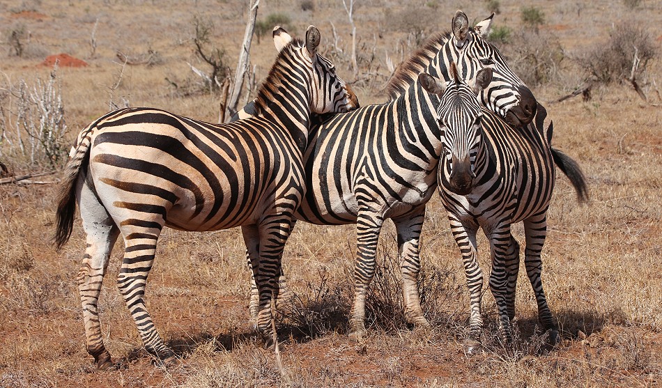 Zebras im Lumo Reservat
