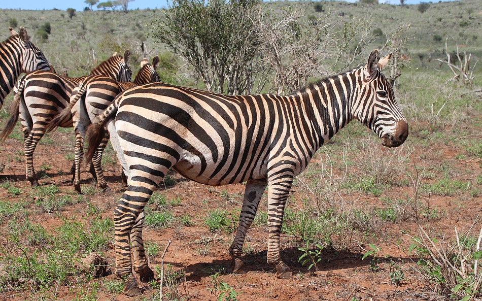Löwin lauert Zebras auf