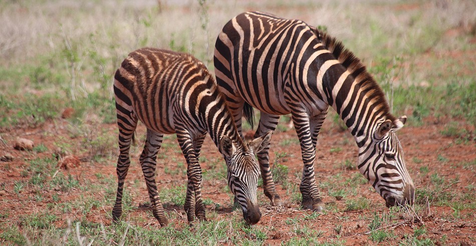 Löwin lauert Zebras auf