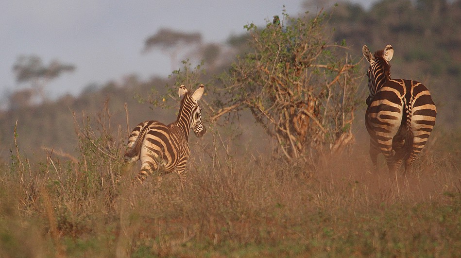 die Zebras flüchten vor der Löwin