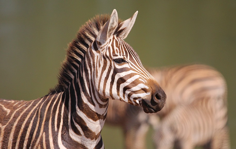 Zebras am und im Bura Dam