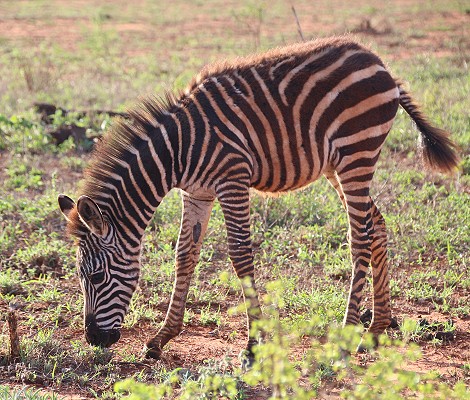 Zebras im Lumo Reservat