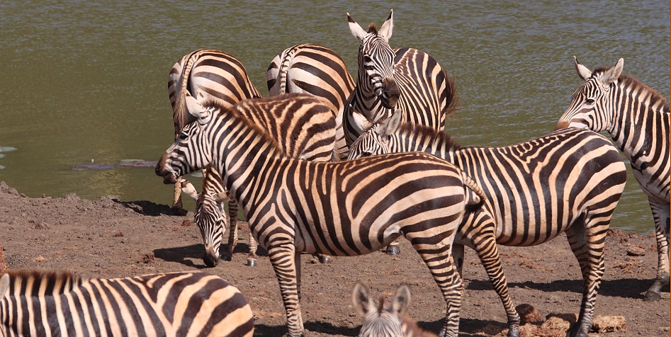 Zebras am und im Bura Dam
