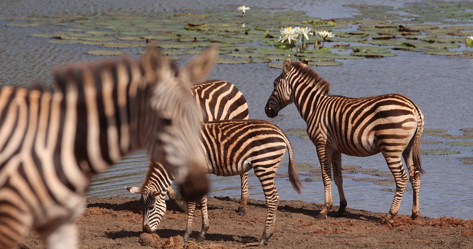 Zebras am und im Bura Dam