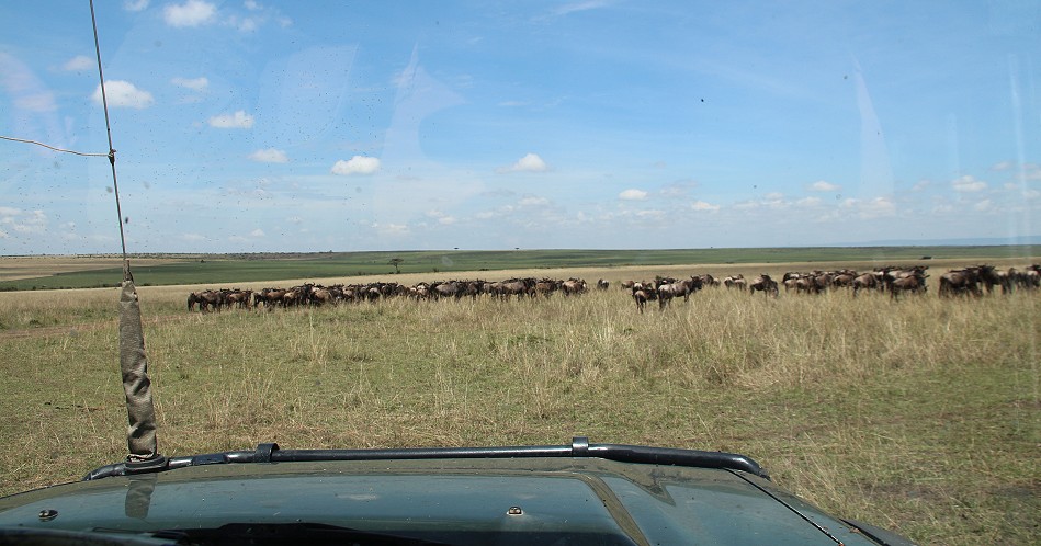 Migration
