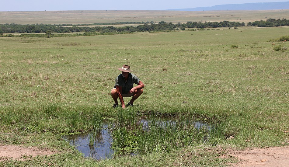 Sumpfschildkröte in der Masai Mara