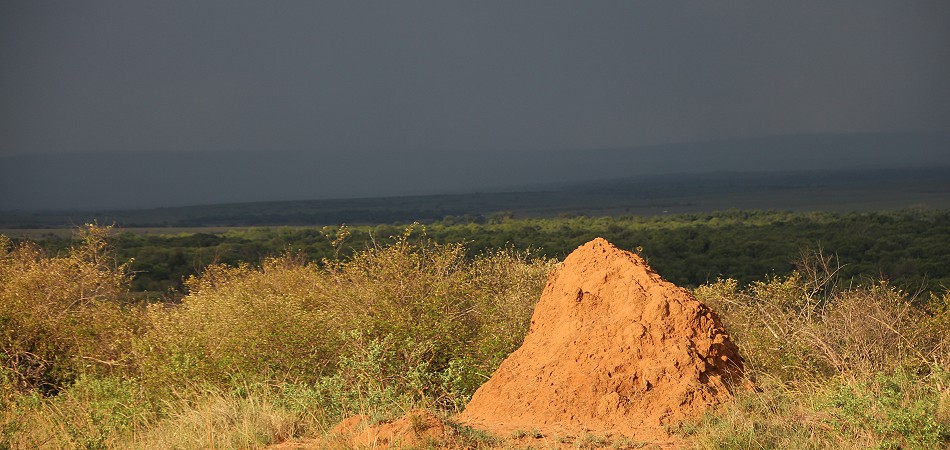 Termitenhügel vor schwarzem Himmel, Masai Mara