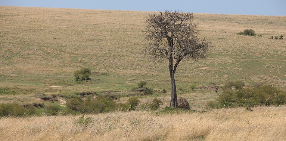 Buschfrühstück in der Masai Mara