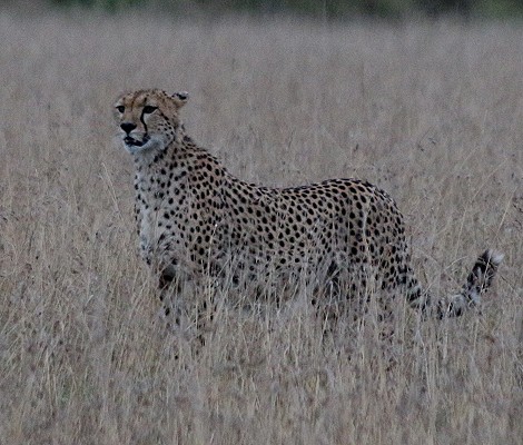 Gepardin Neema, Masai Mara