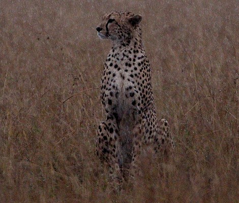 Gepardin Neema, Masai Mara