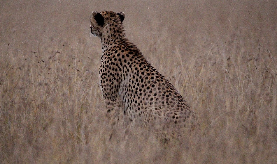 Gepardin Neema, Masai Mara