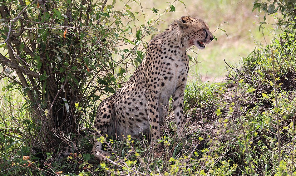 Gepard Weibchen, Neema