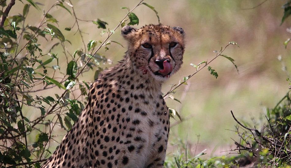 Gepard Weibchen, Neema