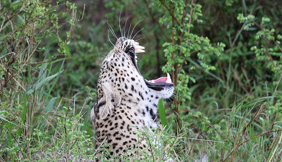 Leopard kehrt zur Beute zurück, Faulu