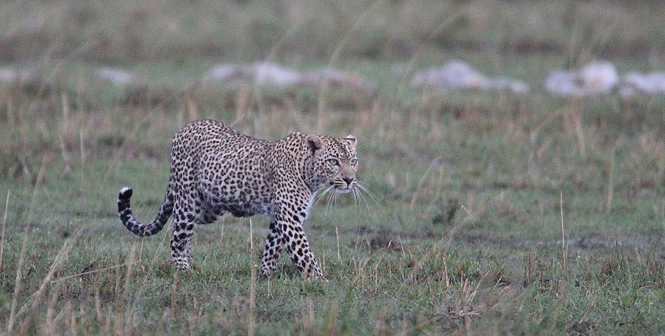 Leopard kehrt zur Beute zurück, Faulu