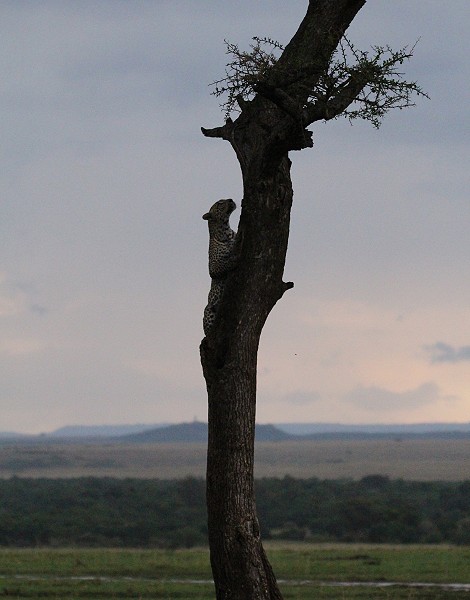 Leopard kehrt zur Beute zurück, Faulu