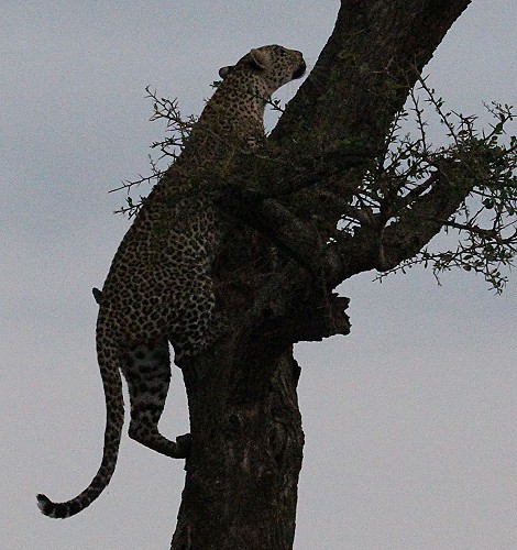 Leopard kehrt zur Beute zurück, Faulu