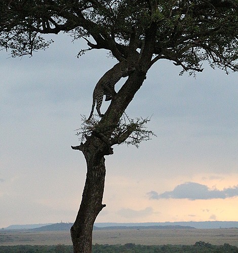 Leopard kehrt zur Beute zurück, Faulu