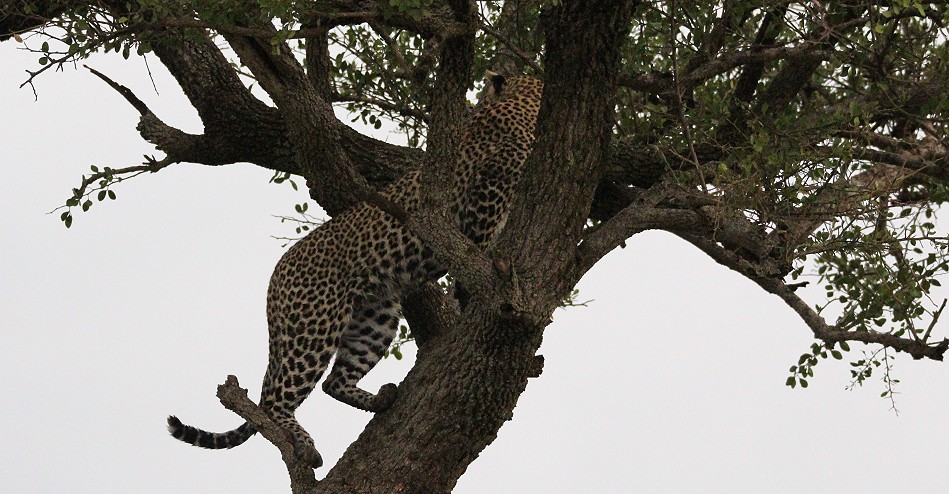 Leopardin Faulu am Kill