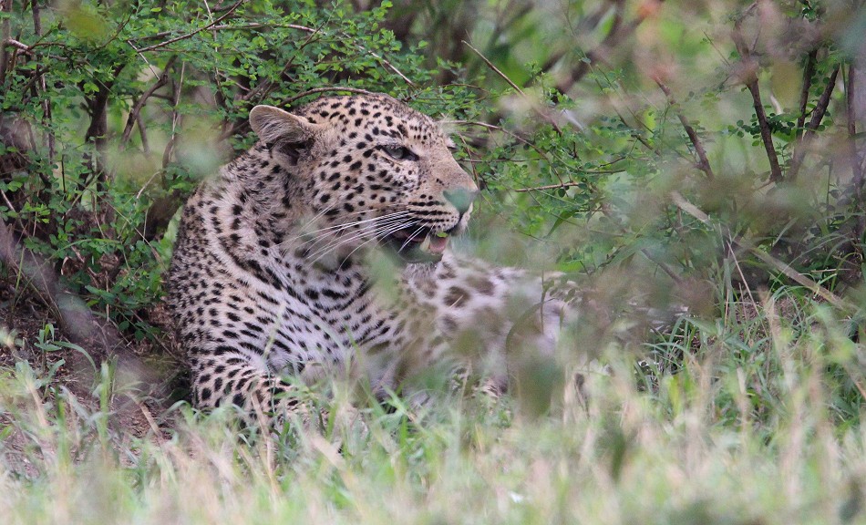 Leopardin, Faulu