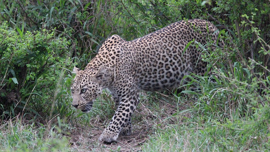 Leopardin, Faulu