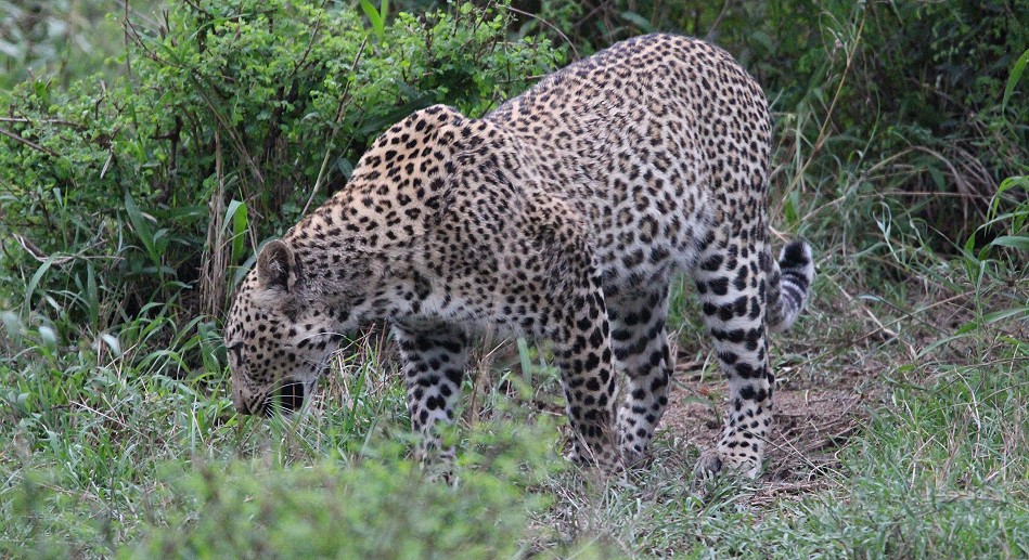 Leopardin, Faulu