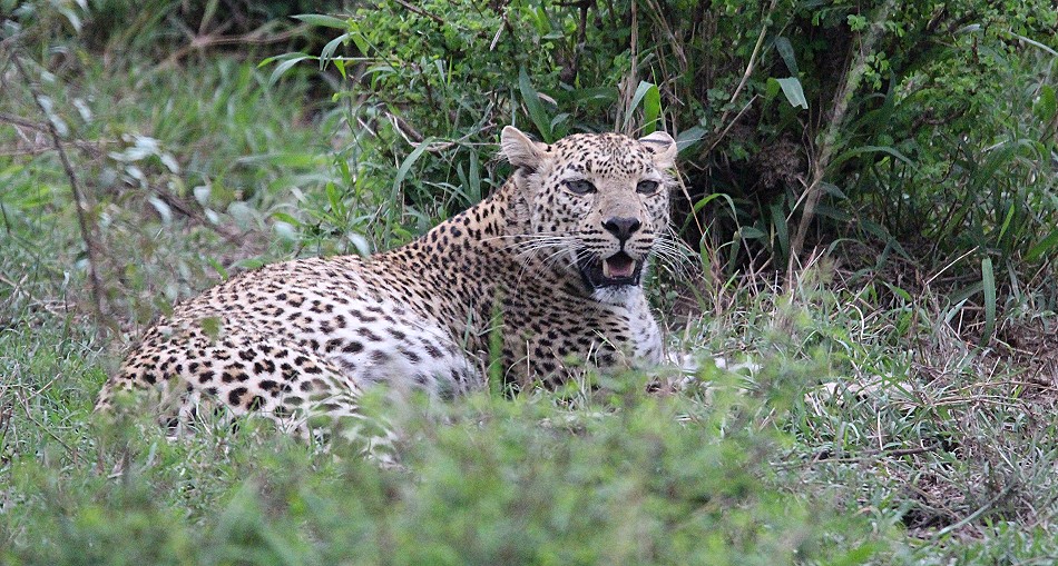 Leopardin, Faulu