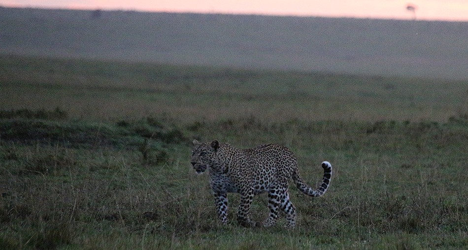 Leopardin Faulu