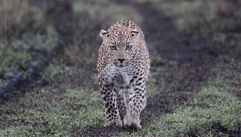 Leopardin Faulu