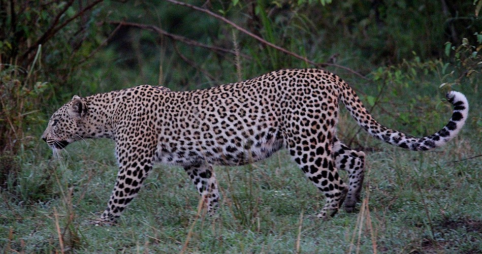Leopardin Faulu