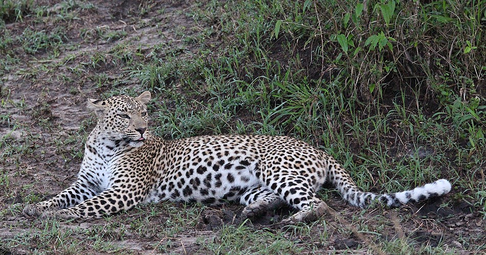 Leopardin Faulu