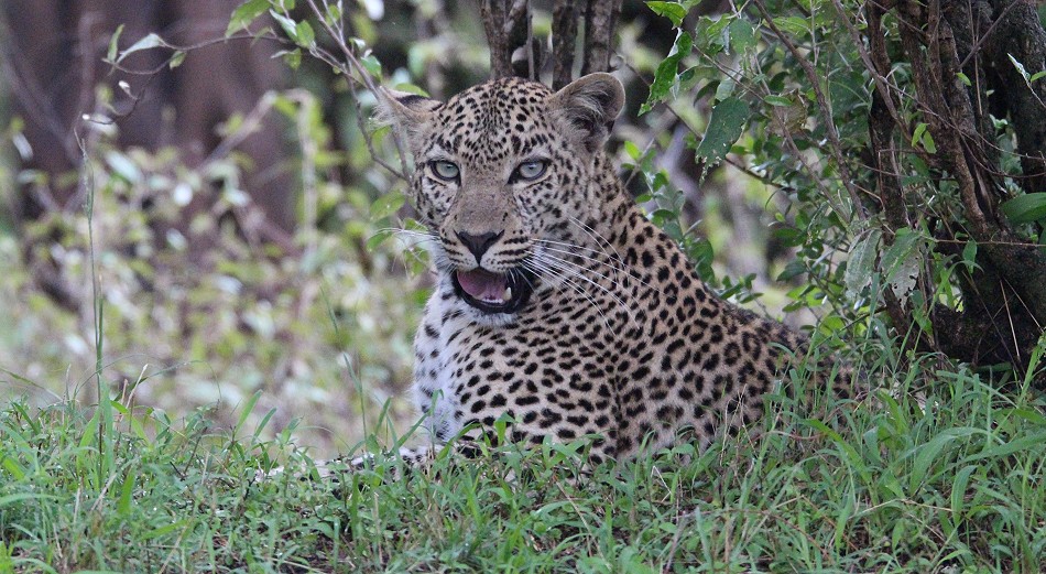 Leopardin Faulu