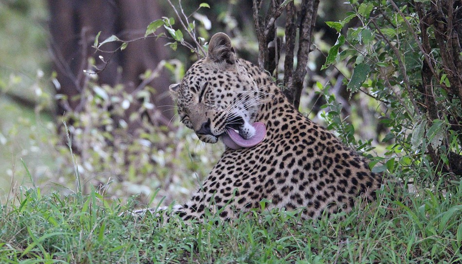 Leopardin Faulu